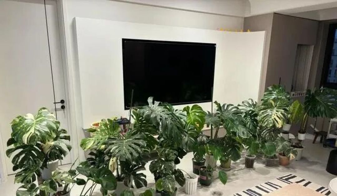 女子因“绿植房”走红,好看又治愈,网友:真是牛人!