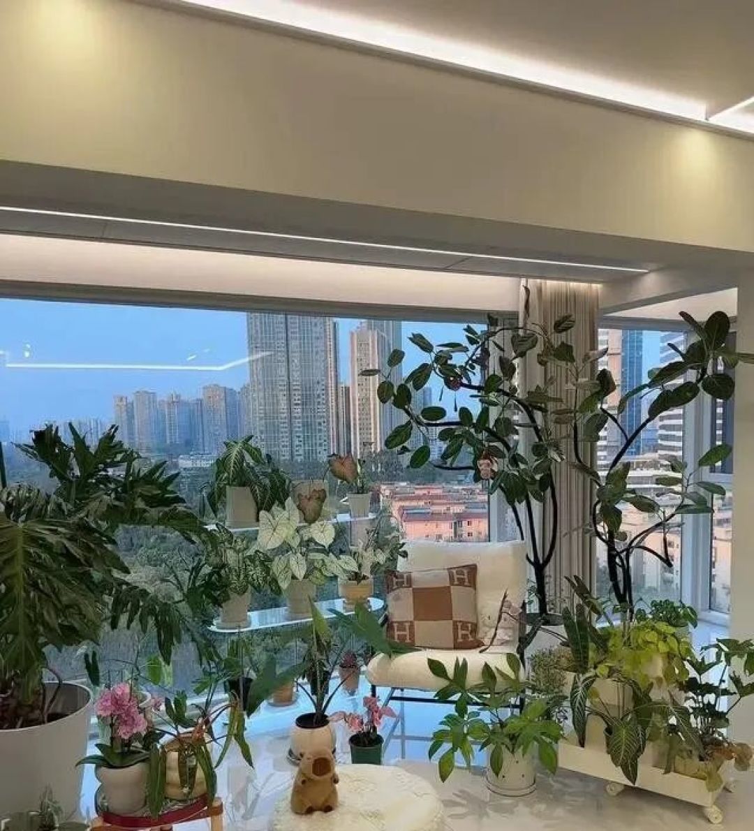 女子因“绿植房”走红,好看又治愈,网友:真是牛人!