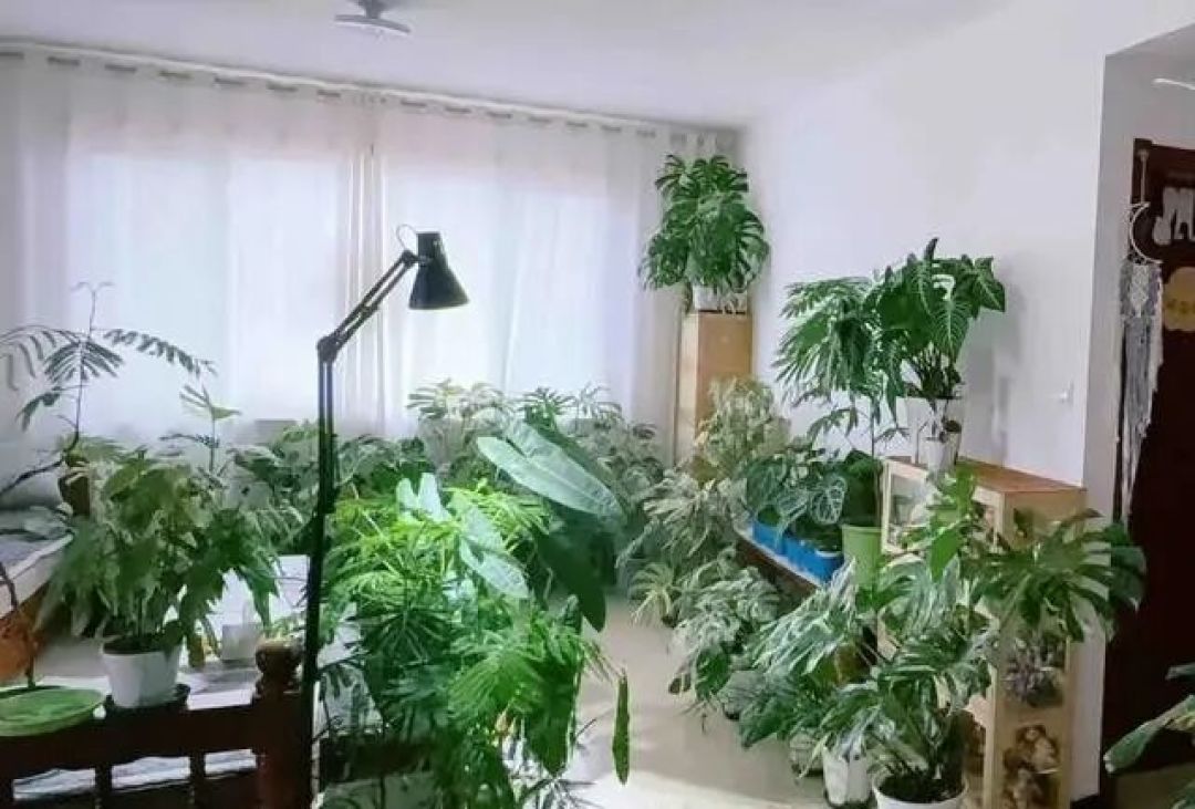 女子因“绿植房”走红,好看又治愈,网友:真是牛人!