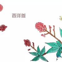 省名中医池教授谈本草食疗：补肺生津 ,缓解秋乏的西洋参食疗,帮您增强免疫,为平和进补打基础