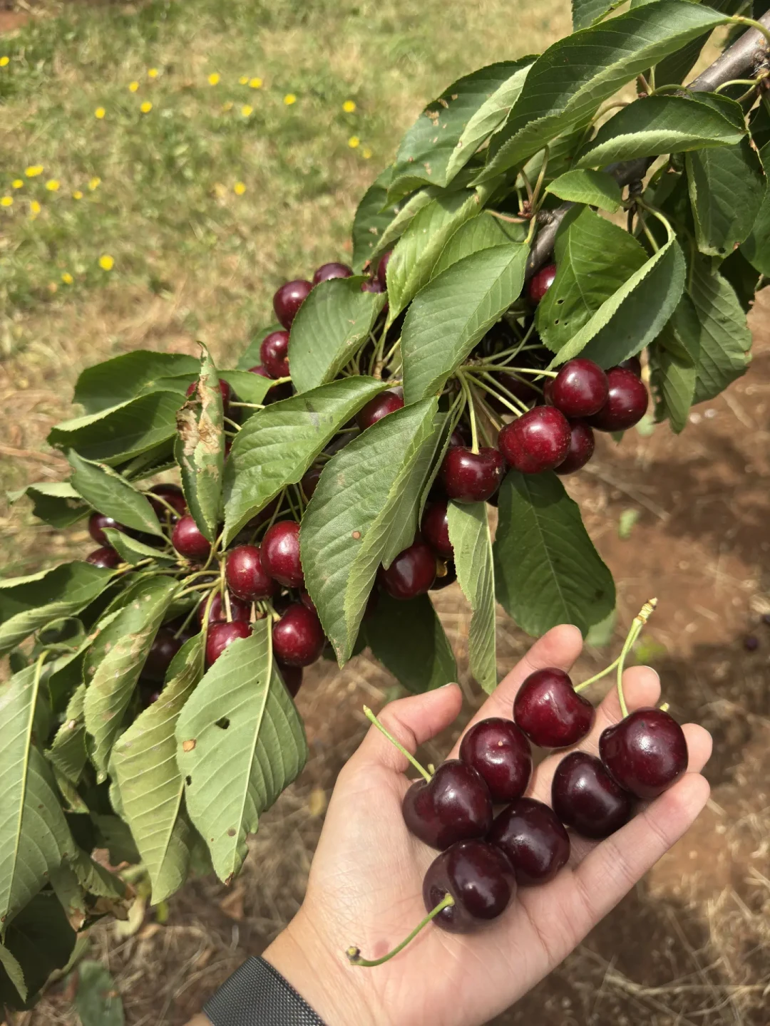 🍒在CherryHill 实现车厘子自由🍒