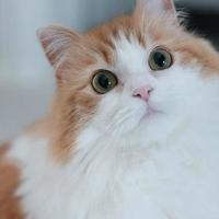 为什么猫咪没有体味? 揭秘猫咪气味好闻的几大原因!