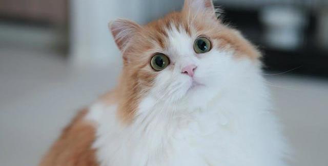 为什么猫咪没有体味? 揭秘猫咪气味好闻的几大原因!