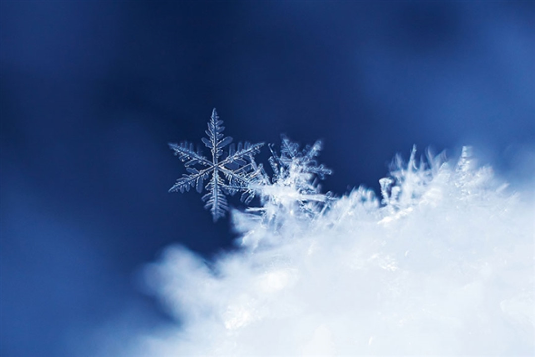 网友在雪山中偶遇幼时孙悟空：蜷缩成一团 像猕猴桃