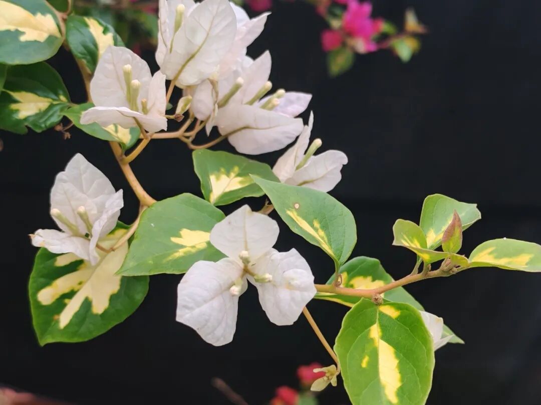 大寒|大寒时节见暖意，金心双色宝巾开