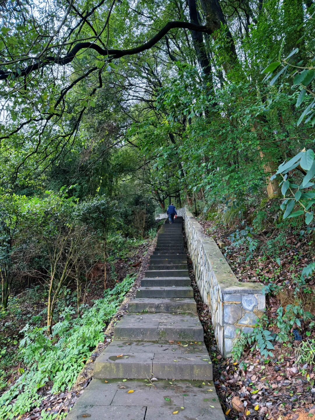 冬天在重庆N刷的一条“森系环线步道”,全长约7公里,非常适合亲子徒步