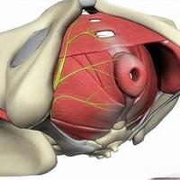 别只做凯格尔，这套“自然参与”运动组合更适合中年人