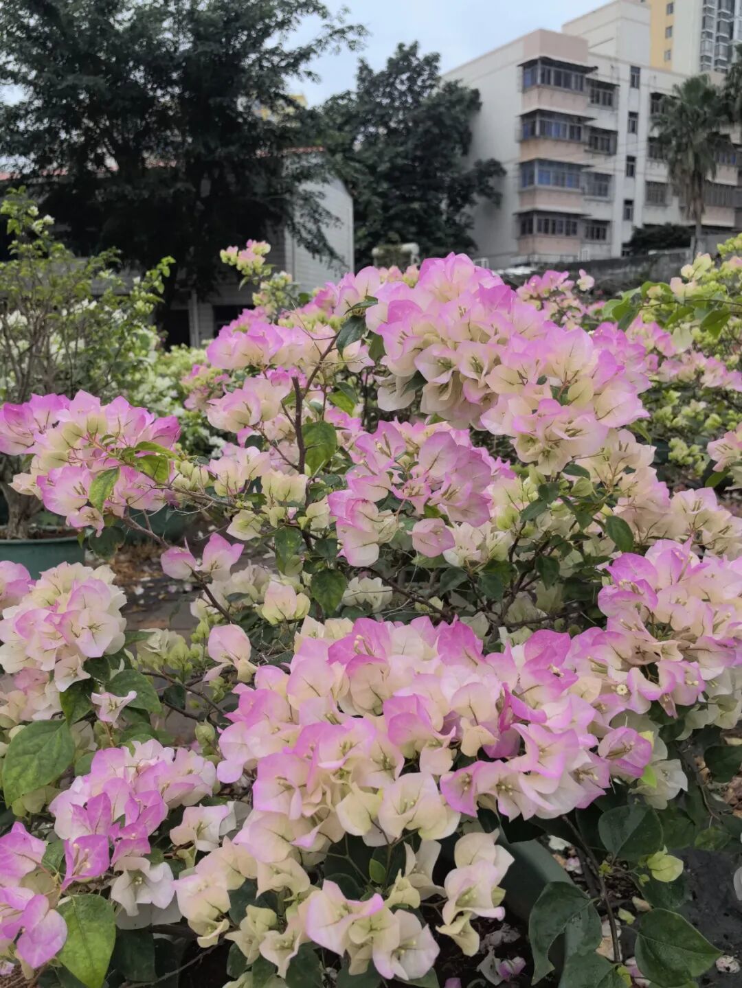 三角梅品种:2绿叶樱花