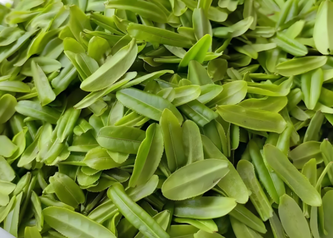 六安瓜片:瓜片如玉,清香甘甜