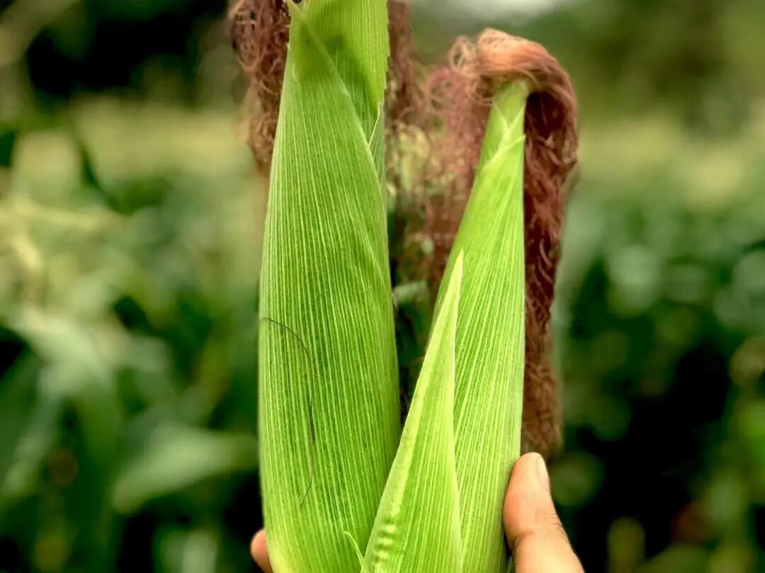 优安糖友日记 | 玉米须茶、罗汉果茶、果茶真的能降血糖吗？