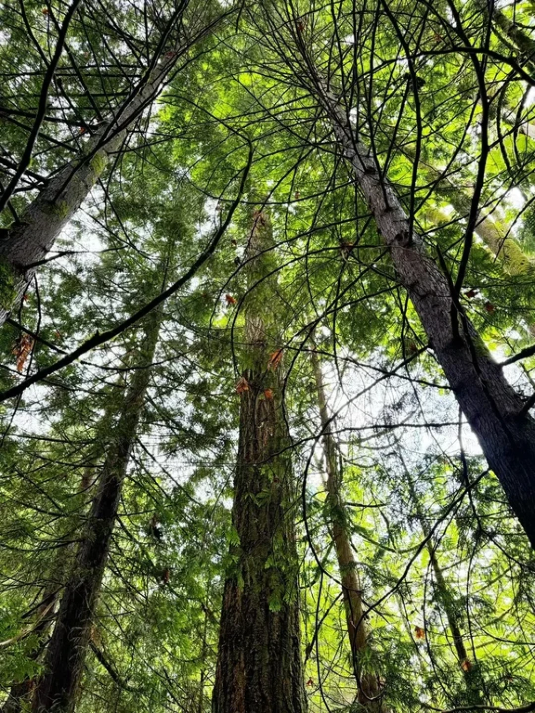森林浴 🌿🌲🌳