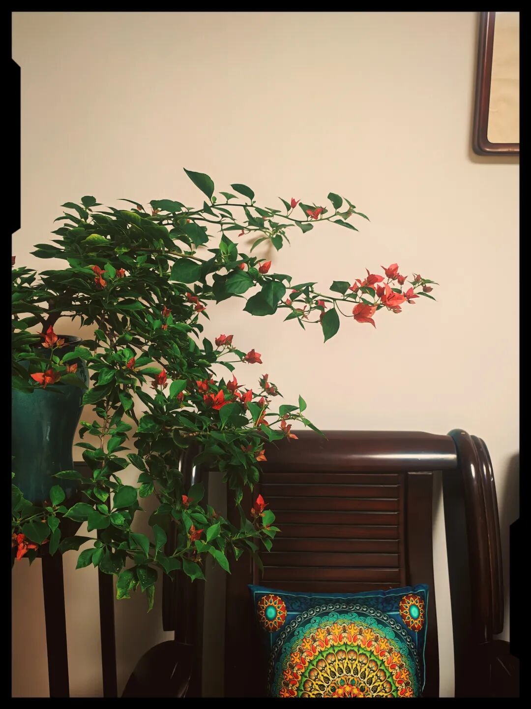 三角梅与中式复古