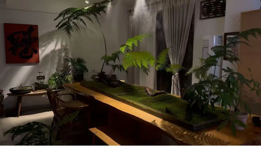 创业故事|我在居民楼里,造了一个和苔藓相关的茶室