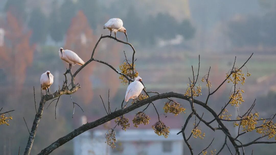 轻量化中画幅无反相机 富士GFX100 II+GF500mm F5.6 R LM OIS WR拍鸟手记