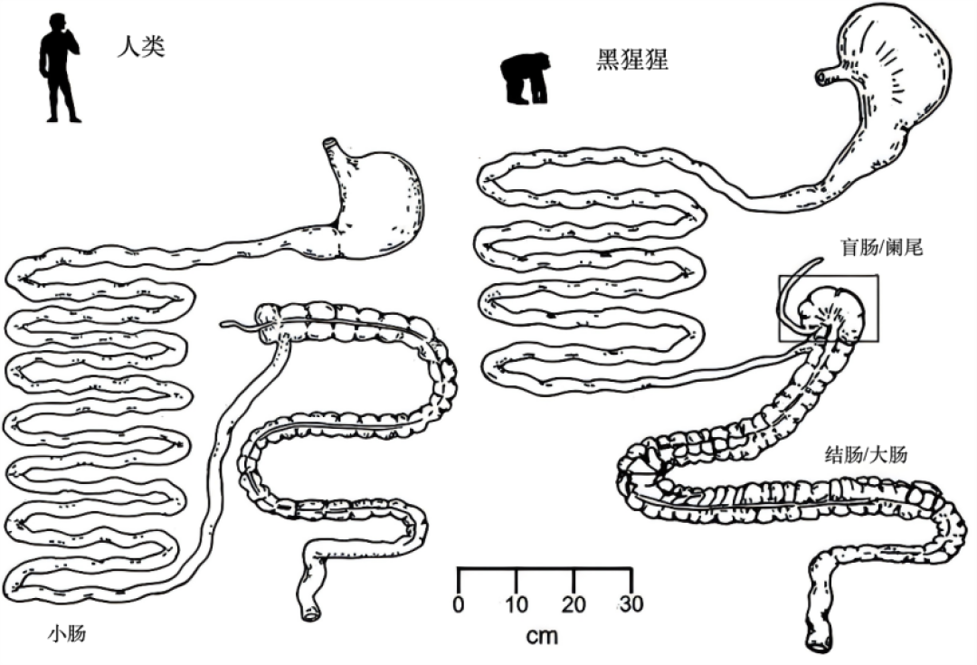 为什么你不能只吃生食减肥?肠胃:当我这几百万年白进化的?