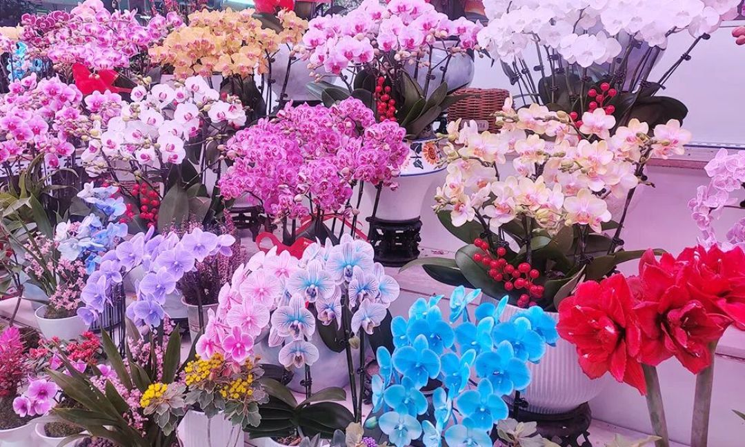 玉泉花卉小课堂 | 新春“好彩头”选购指南:一株蝴蝶兰点亮您的家!