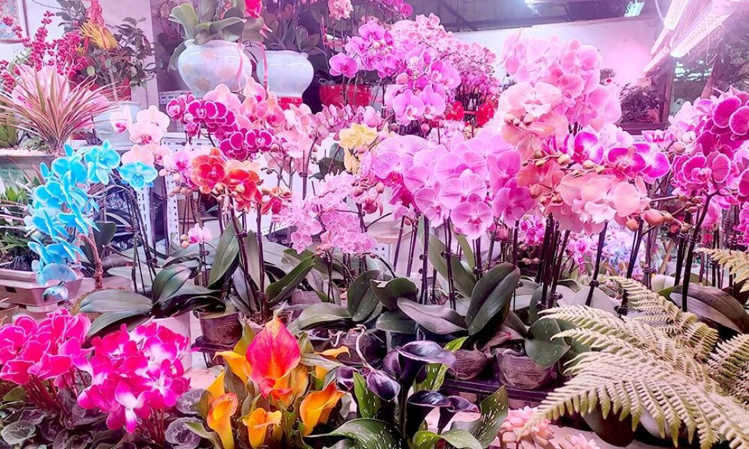 玉泉花卉小课堂 | 新春“好彩头”选购指南:一株蝴蝶兰点亮您的家!