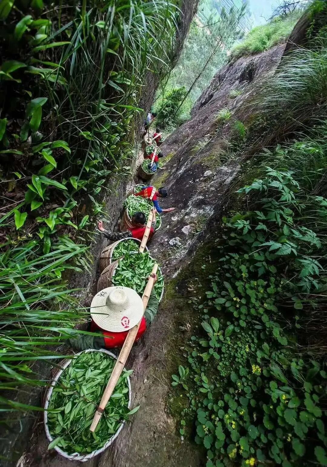 乌龙茶中极品,武夷岩茶概述
