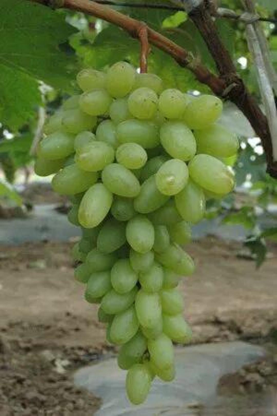 葡萄高产优质种植技术要点