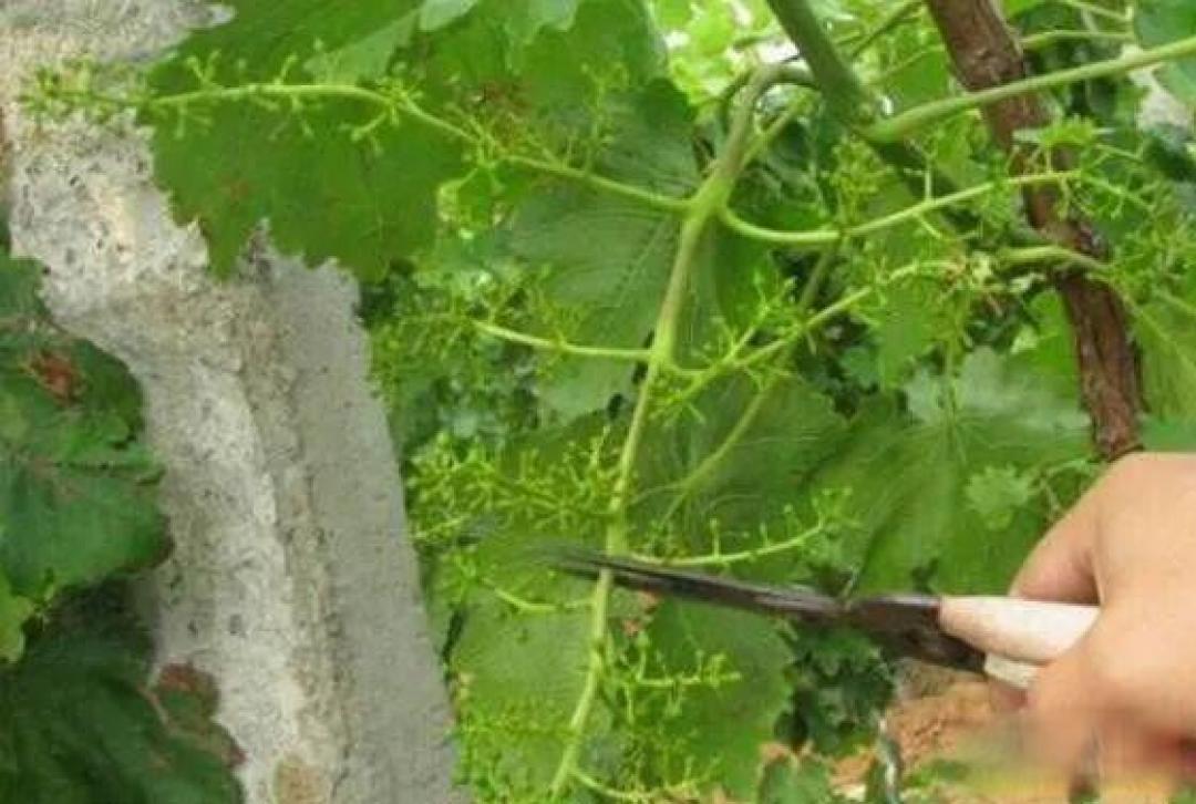 葡萄高产优质种植技术要点