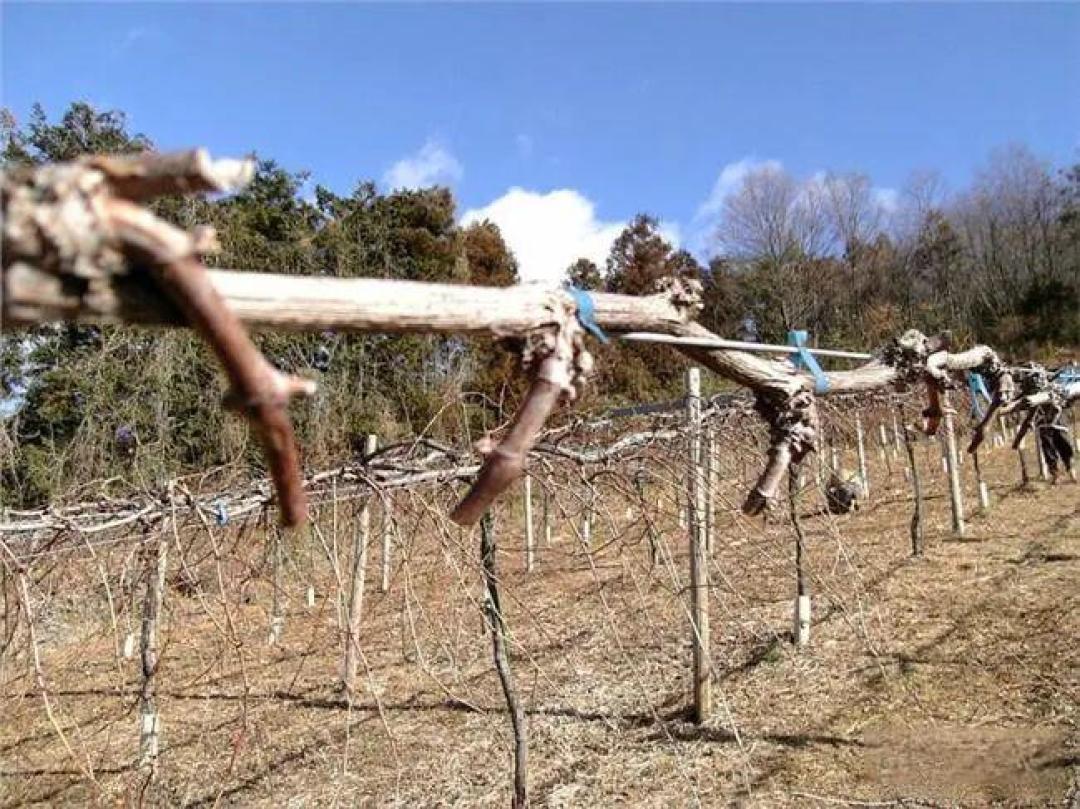 葡萄高产优质种植技术要点