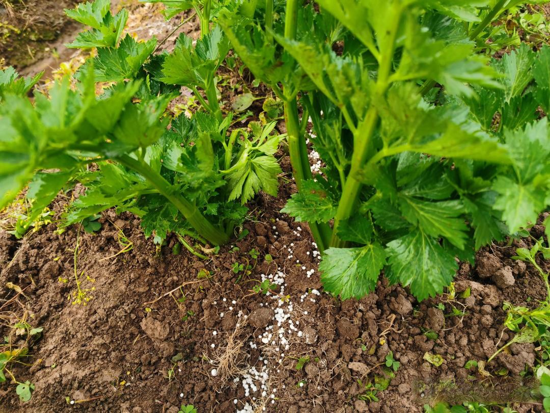 落雨天能不能给作物施肥?