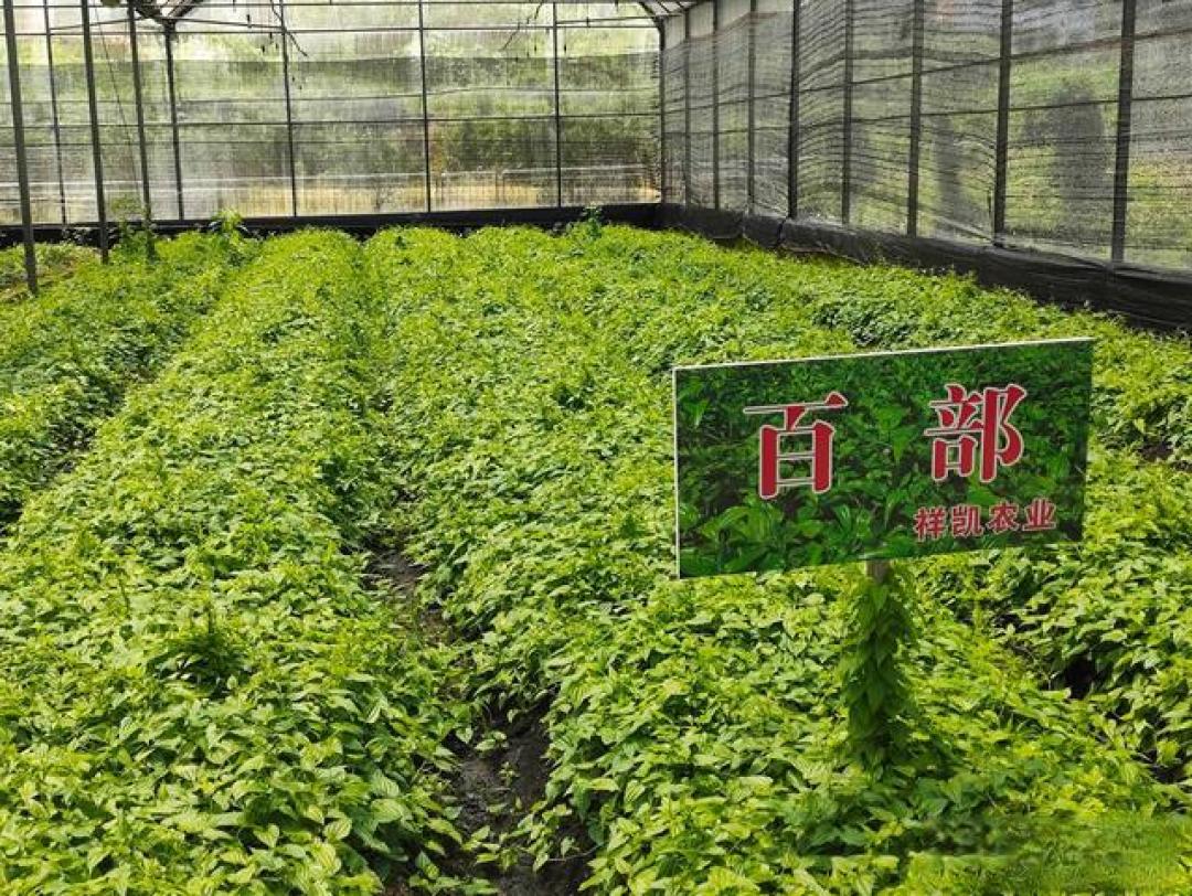 重庆祥凯农业400亩育苗基地撬动10万亩中药产业