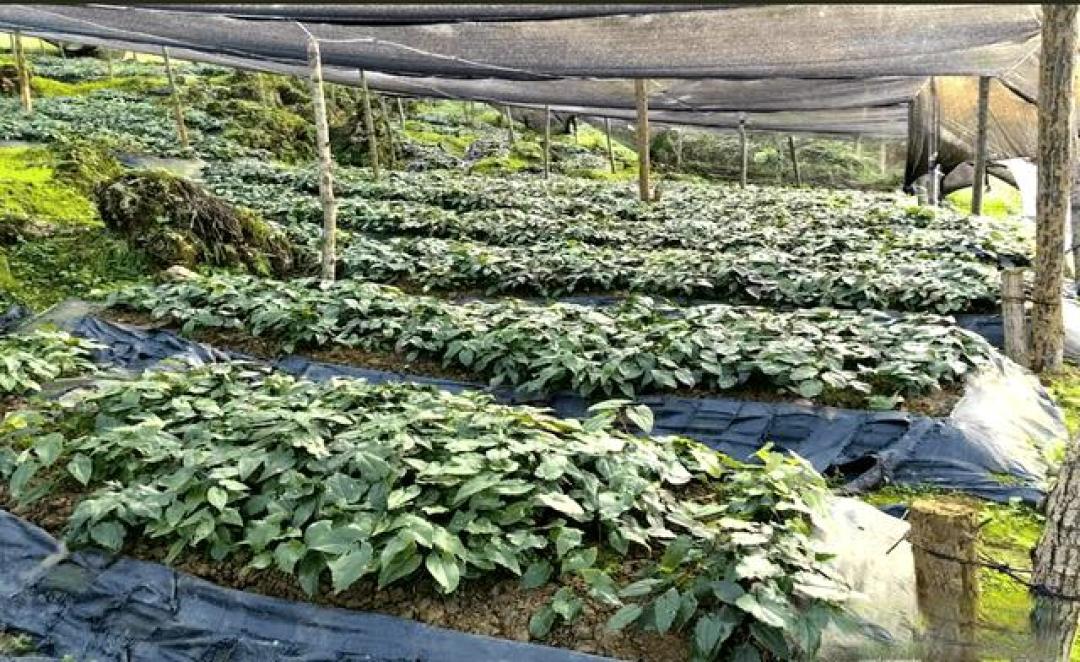 重庆祥凯农业400亩育苗基地撬动10万亩中药产业