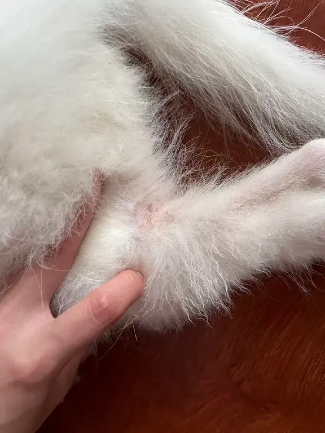 带狗狗🐶看病|宠物医保报销全流程!!