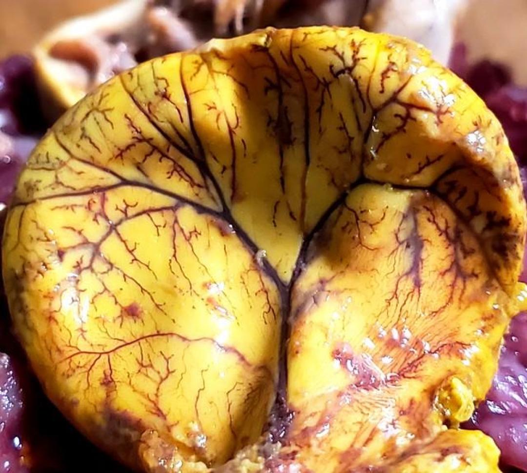 大部分人都不知道,我们其实吃的是最没营养的肉