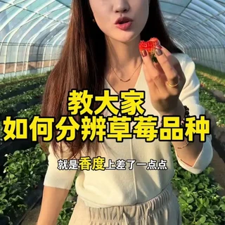 上课了，今天教姐妹们如何分辨草莓品种 #摘草莓 #新鲜采摘 #老板娘日常 #草莓品种介绍 #有机种植