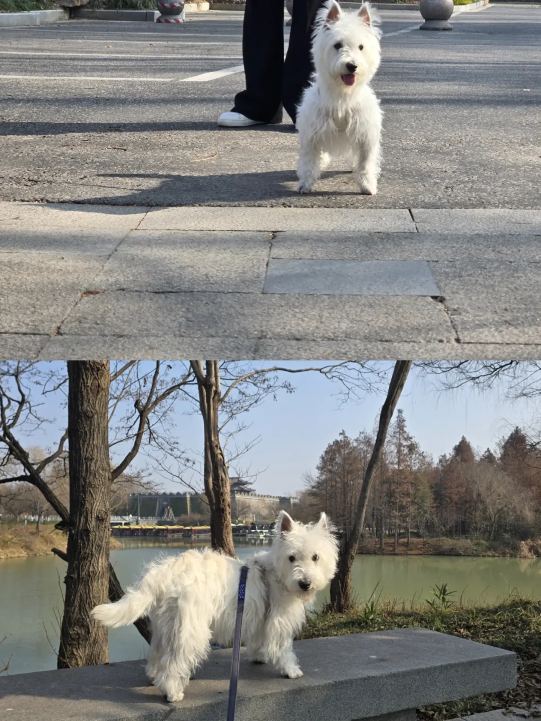 带着狗子游扬州攻略