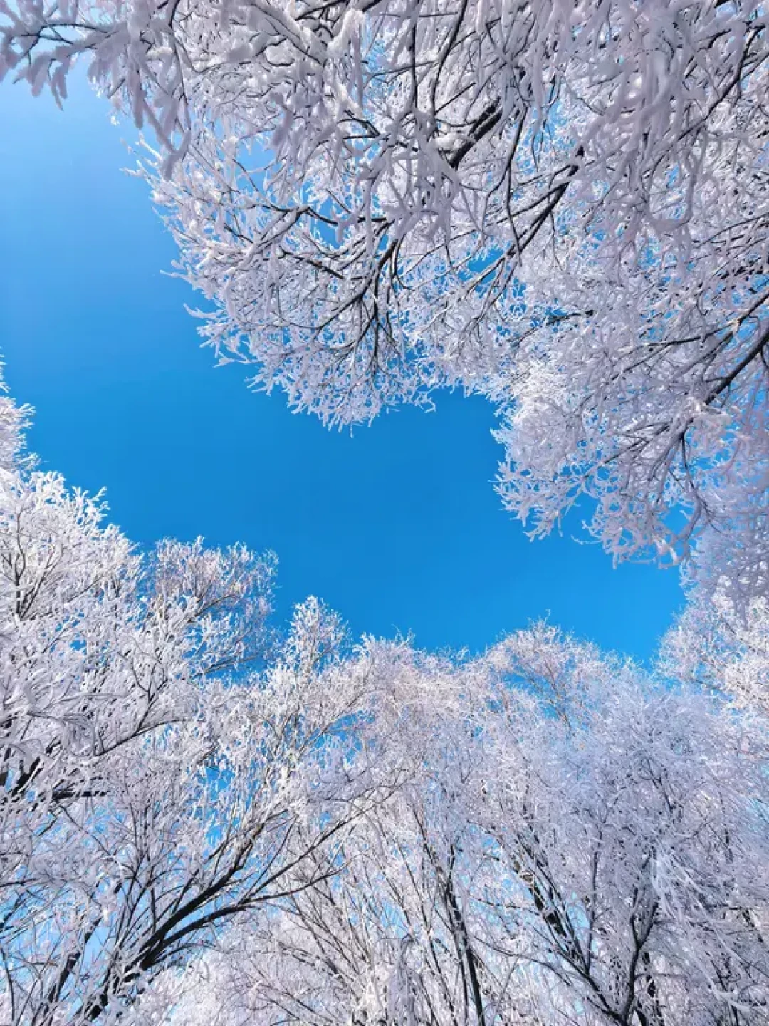 吉林雾凇❄️我只推荐一个地方(保姆级攻略)