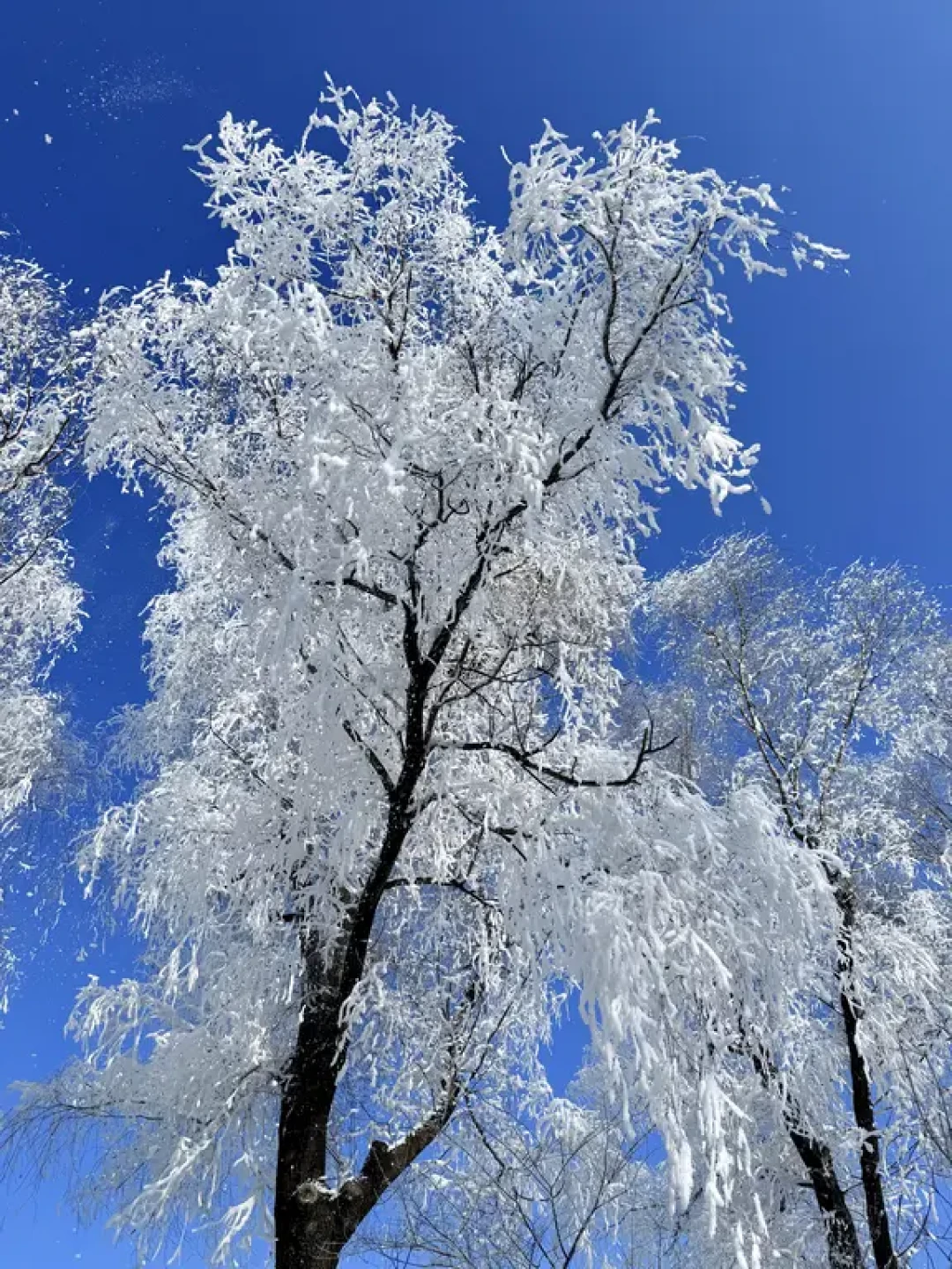 吉林雾凇❄️我只推荐一个地方(保姆级攻略)