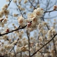 成都周边徒步一日游大邑县雁鹅村（亲子/新手徒步攻略）