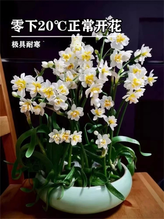 水仙鲜花绿植