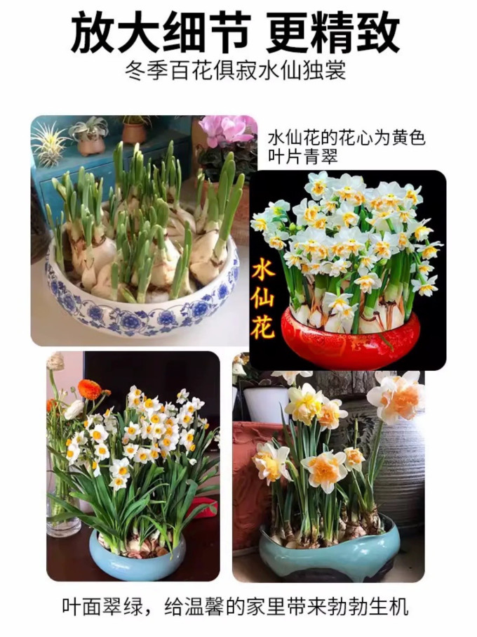 水仙鲜花绿植