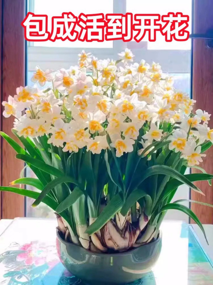 水仙鲜花绿植