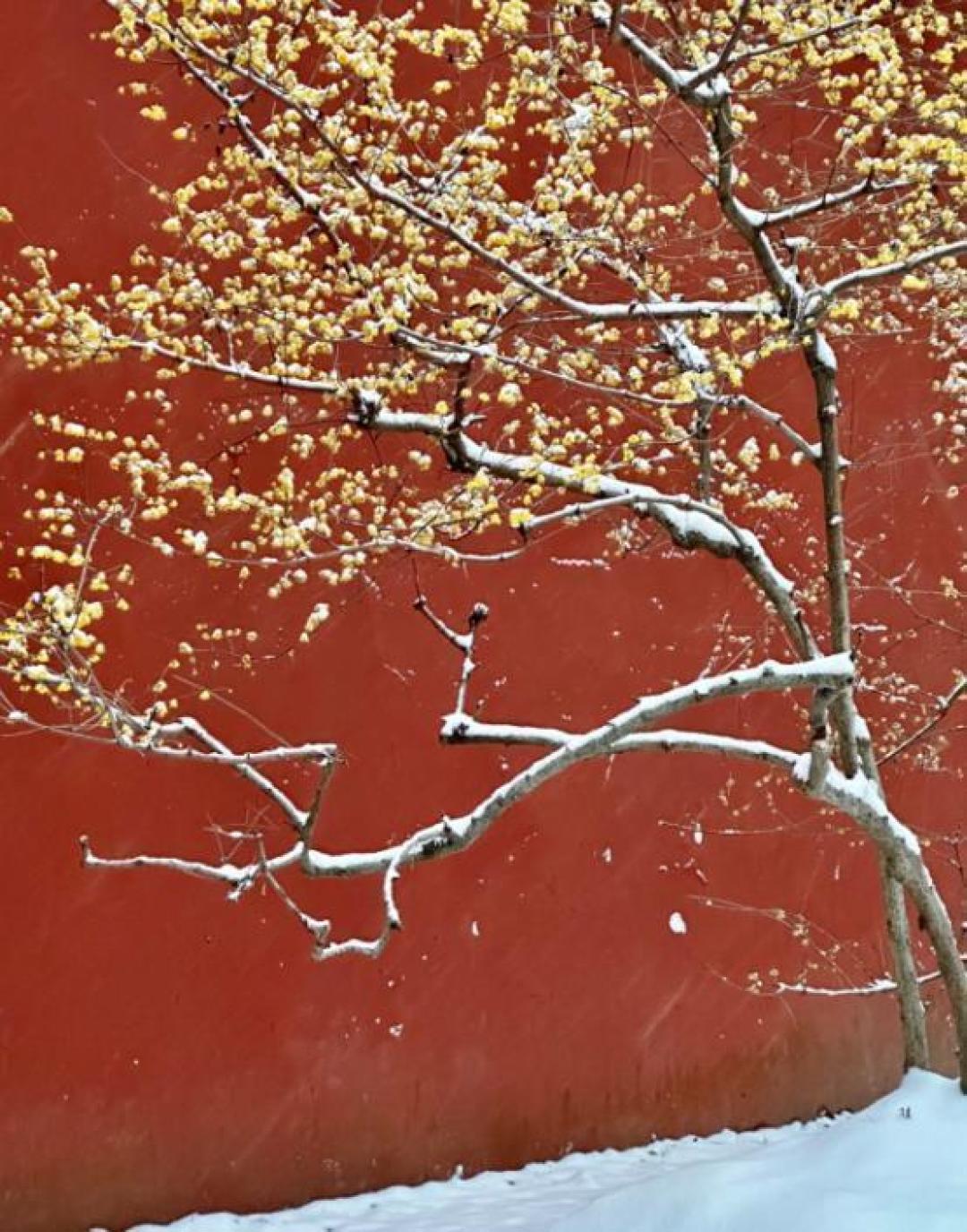 金陵一夜雪,紫金山巅现仙境,雾凇红墙美如画卷