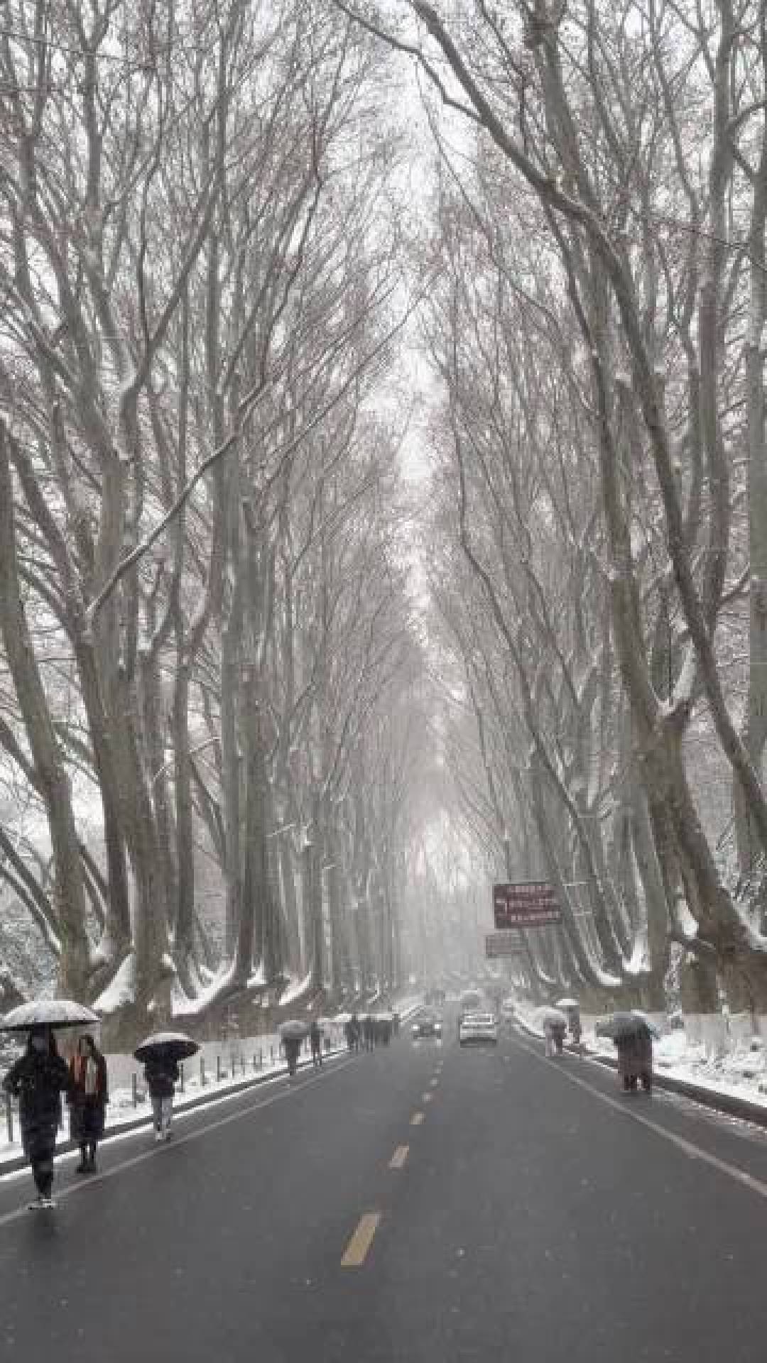 金陵一夜雪,紫金山巅现仙境,雾凇红墙美如画卷