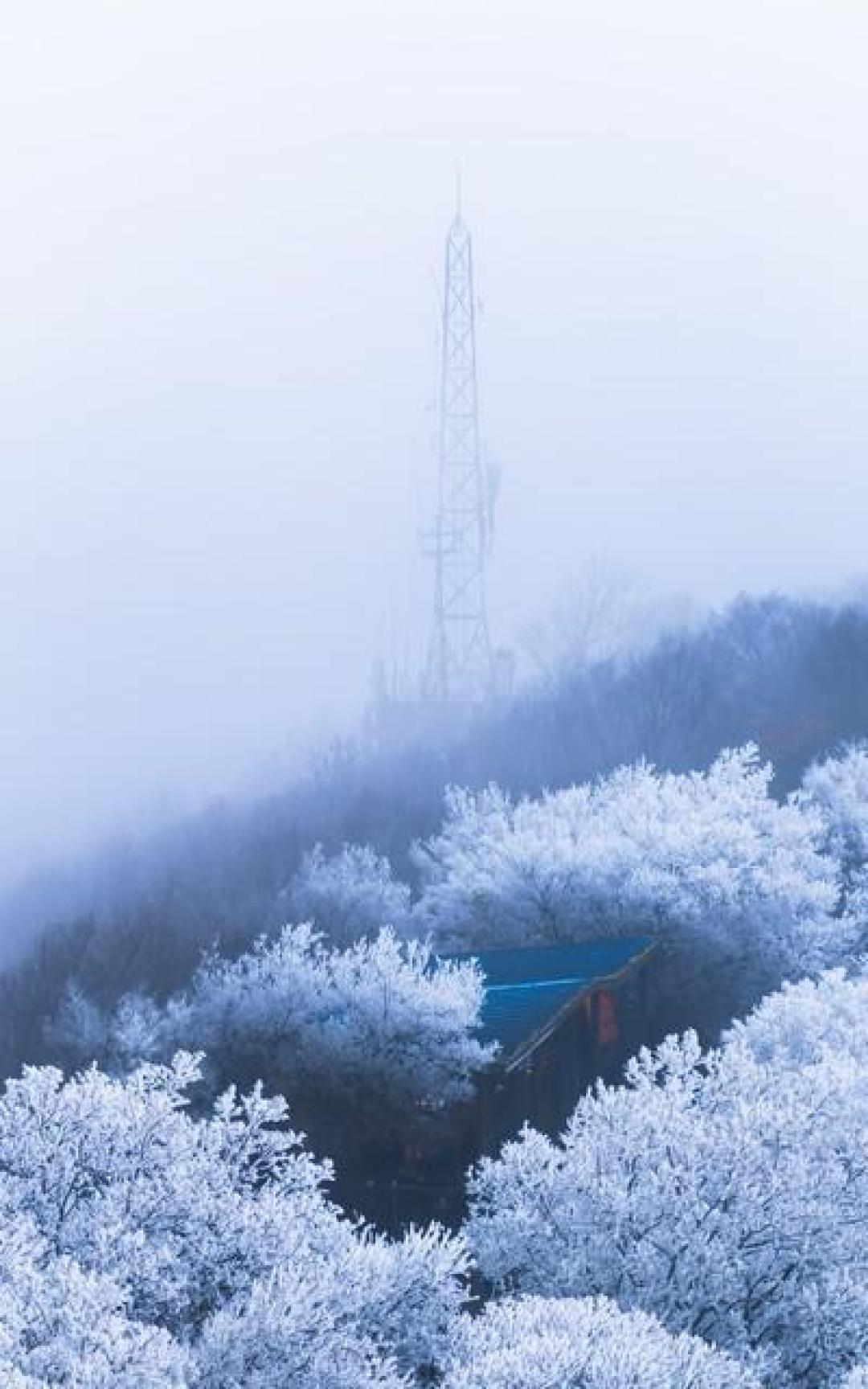 金陵一夜雪,紫金山巅现仙境,雾凇红墙美如画卷