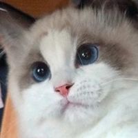 猫粮成分看不懂？一篇攻略教你秒懂所有原料