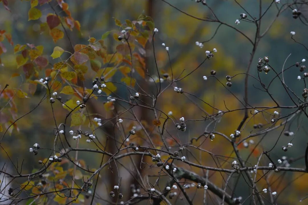 爆米花树｜乌桕