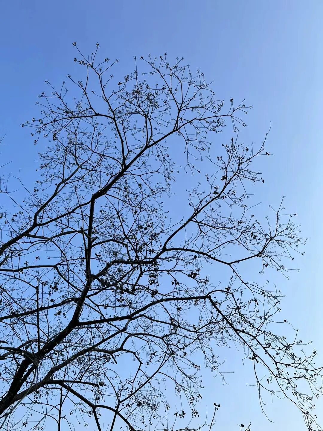 爆米花树｜乌桕