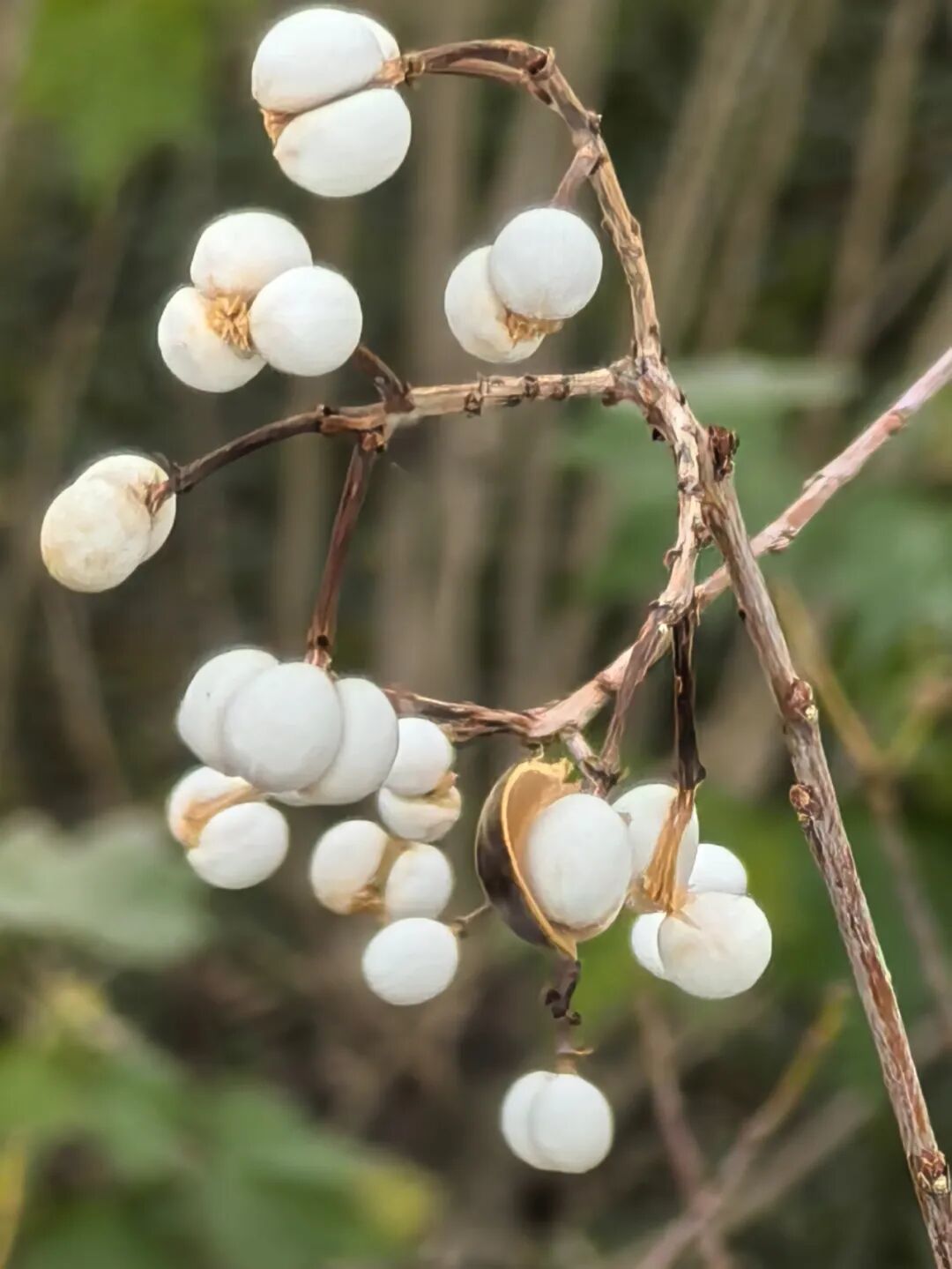 乌桕树(又称爆米花树) | 你没见过的树.果【植物花卉】
