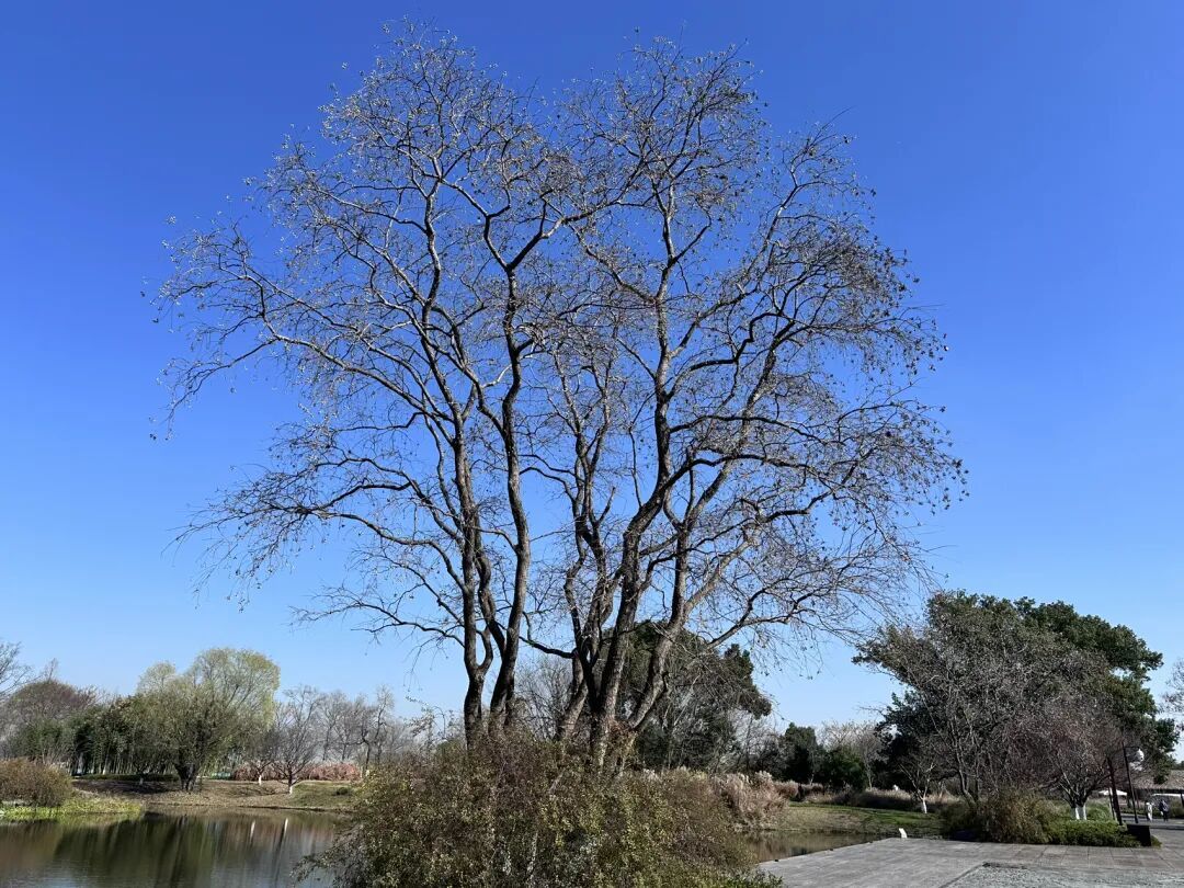 寻找身边的1000棵树|04我的爆米花树:乌桕(坐标:杭州)