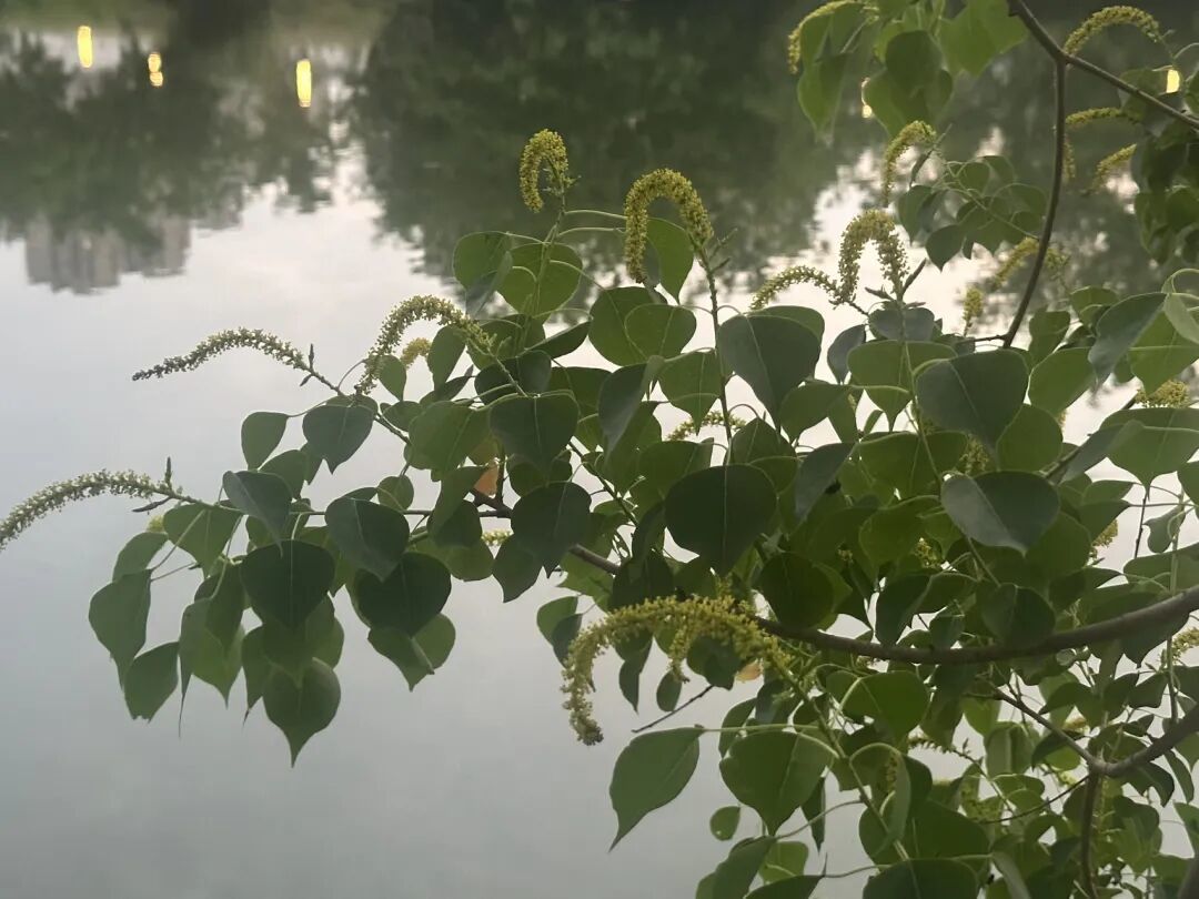 寻找身边的1000棵树|04我的爆米花树:乌桕(坐标:杭州)