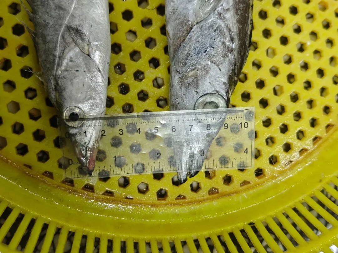 这种富含DHA的平价鱼，推荐你经常吃！
