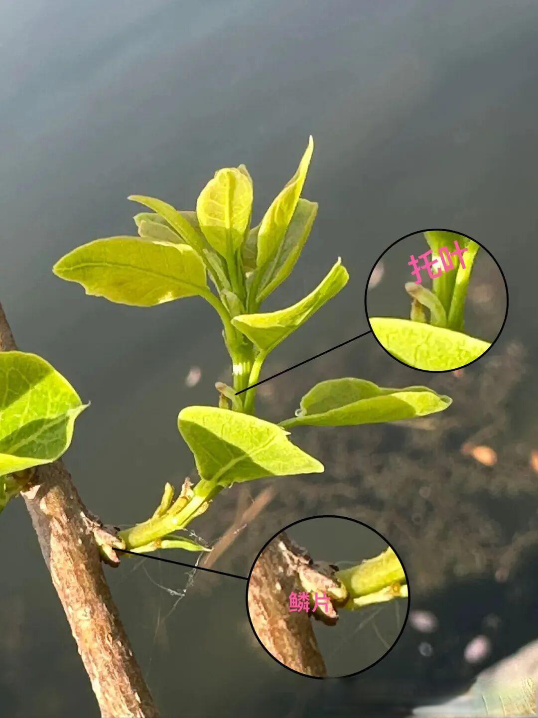 寻找身边的1000棵树|04我的爆米花树:乌桕(坐标:杭州)