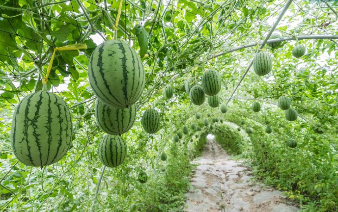 韭菜、西红柿、红薯等，最喜欢的三种肥料，老菜农年年都用它